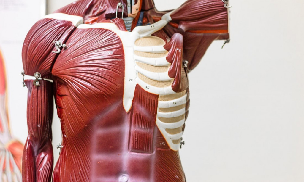 Important  anatomical terms