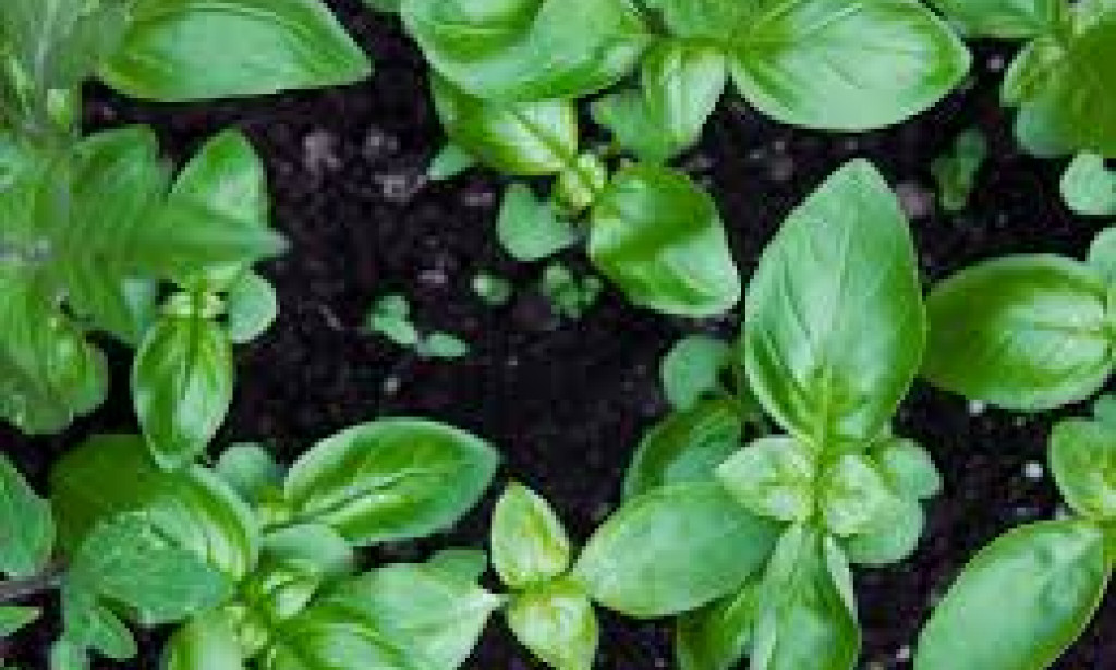 Taking the best herbal plant for weight loss.