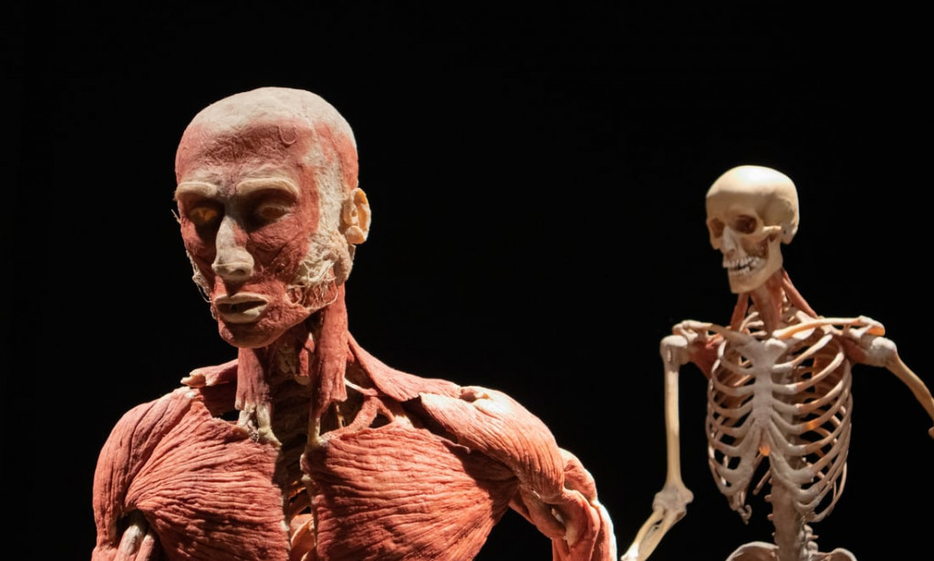 Influence of cooked food on human blood