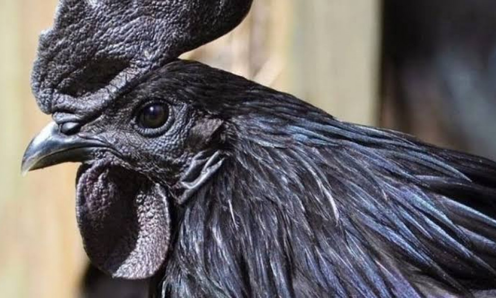 The Dark Side Of Poultry