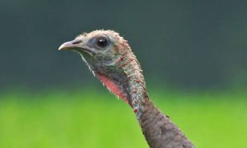 Turkeys Can Reproduce Without S,ex