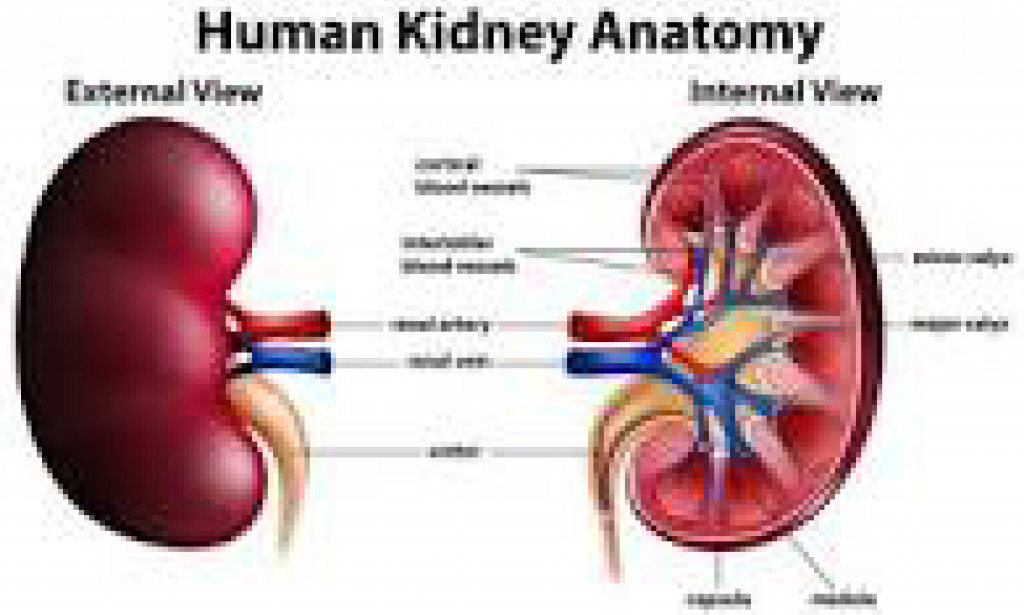 Lecture on the kidney