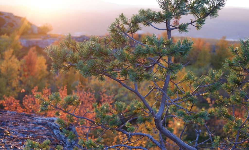 medicinal antitoxic effect of kolaviron