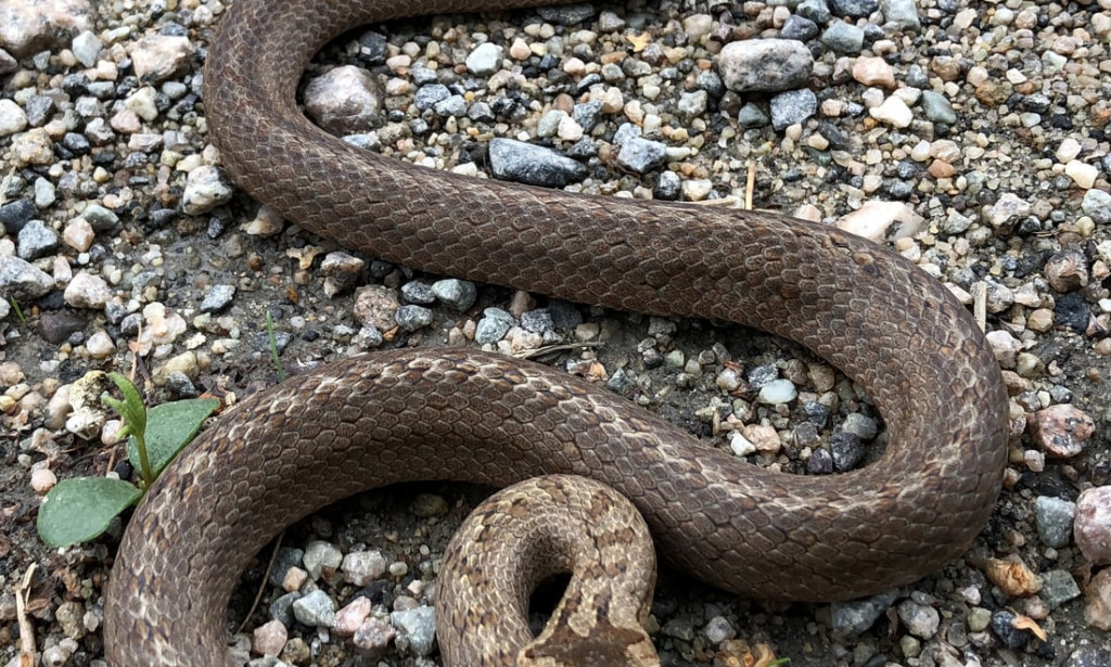 Snake in the neighbourhood