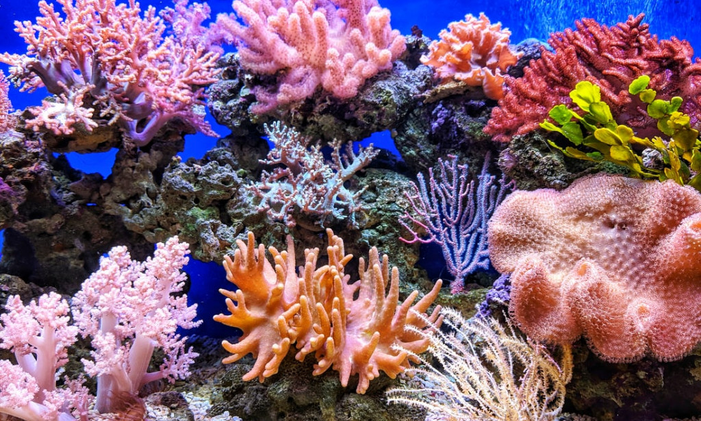 Coral reefs