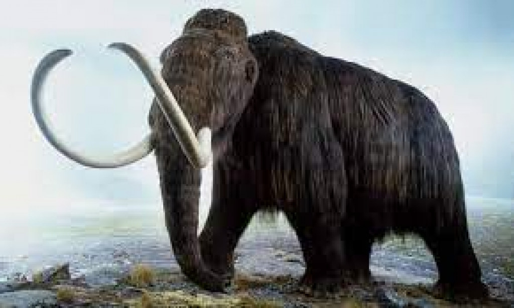 Why are scientists bringing woolly mammoths returned from extinction?