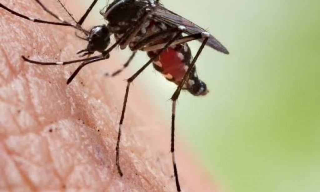 WHAT YOU SHOULD KNOW ABOUT MALARIA
