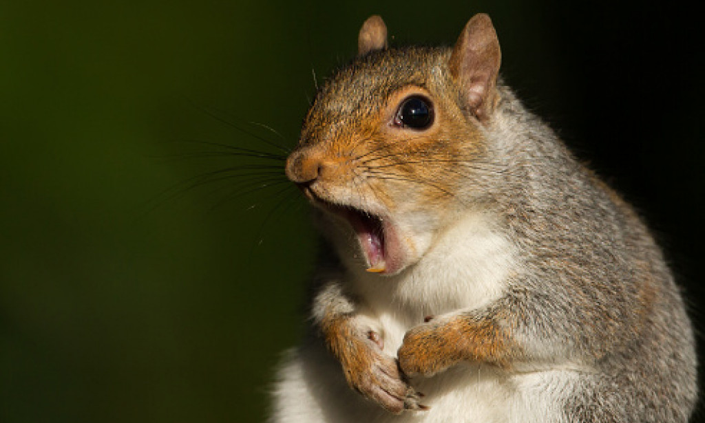 What is more funny than see an animal in a funny picture?