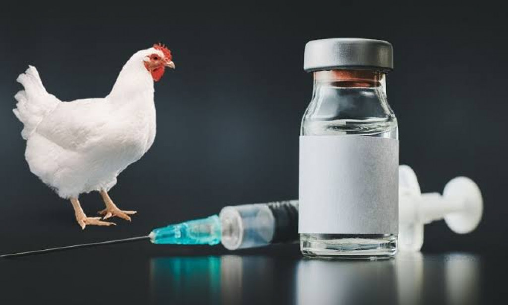 Facts About Vaccination In Poultry