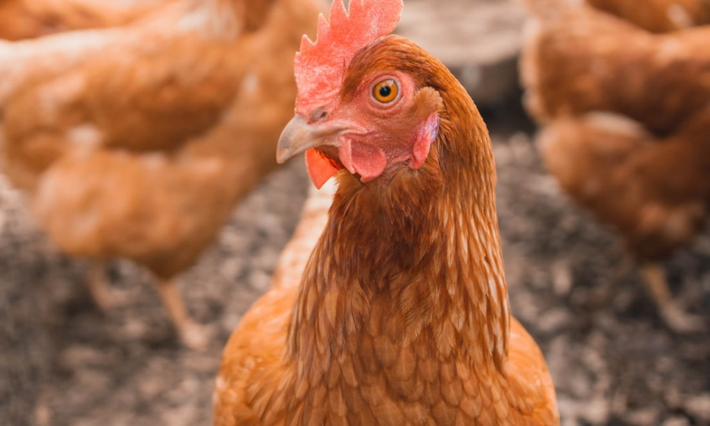 MAKING COOL MONEY IN POULTRY FARMING
