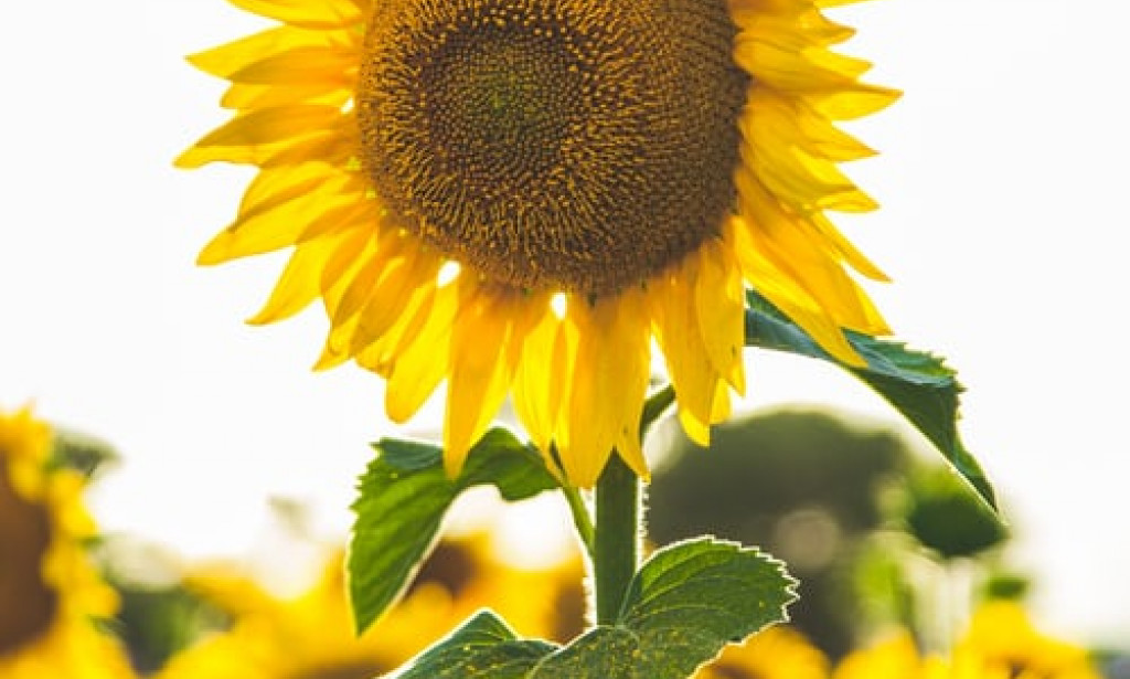 what is cholesterol??