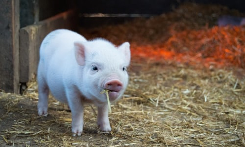 A new breed of pigs give hope to organ transplant to human beings.