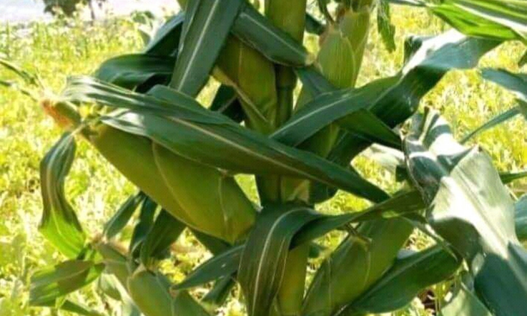 THE FOOD POISONING A SOURCE OF AILMENTS