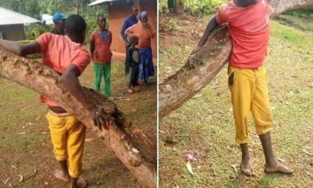 Video: Shock as boy is nailed on a tree in vihiga.