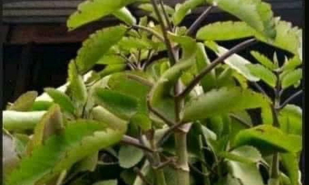 Infection in young children can be cured permanently