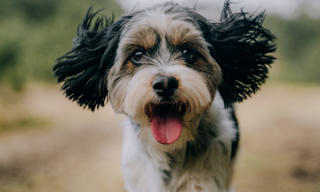 Is the Earth walking out of oxygen? Check Out This Article To Find Out