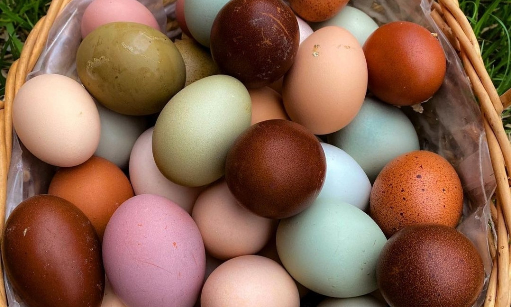 Variety of Chicken Eggs