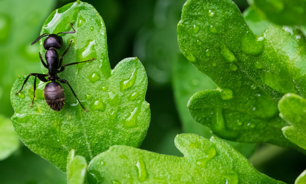 Death by ant bite...