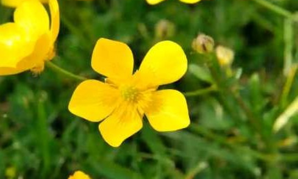 Plants That Can Take You To Jail Including Sugarcane