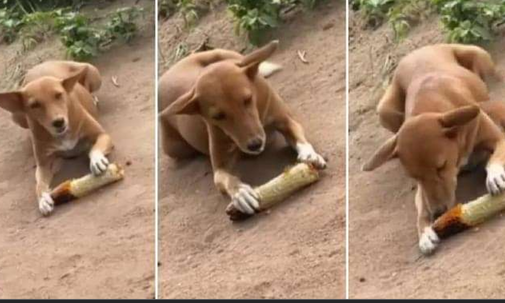 stray dog was seen eating a roasted corn on the road side.
