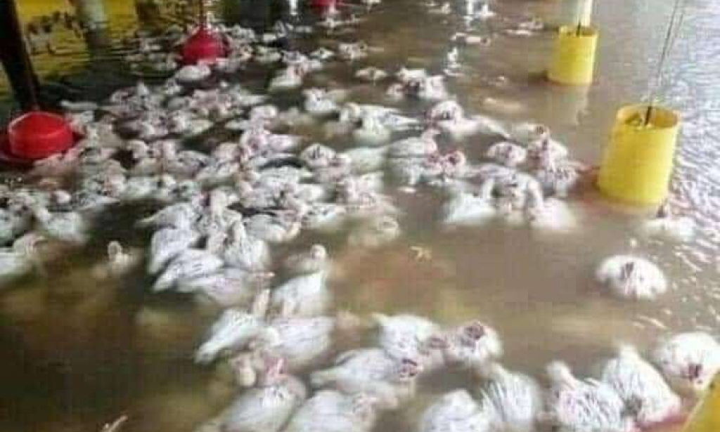 Flood: kill's poultry bed