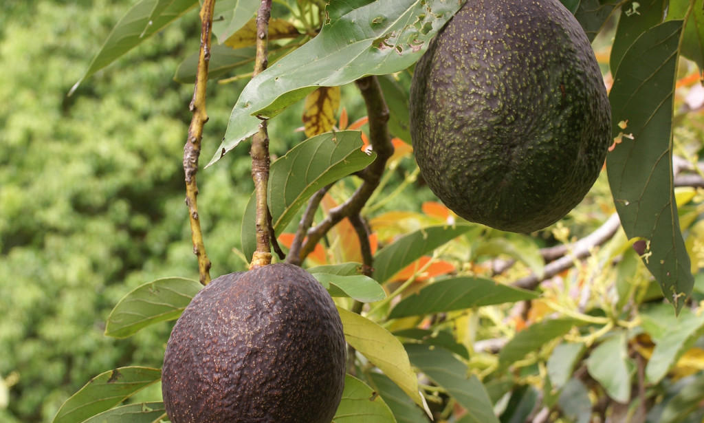 Food You Should Eat If you Want A Glowing and Healthy Skin