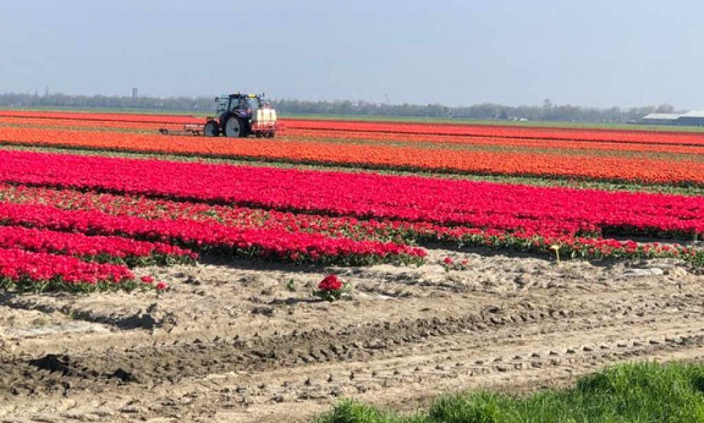 OF WHITE PAP AND THE DARK POT