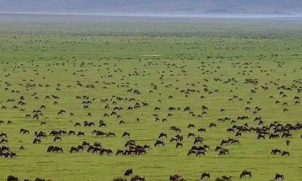 Serengeti