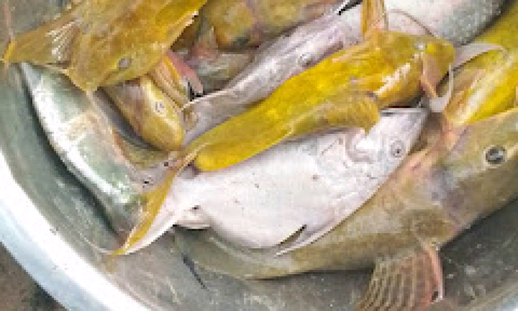 My Younger Brother Can Catch Fishes .