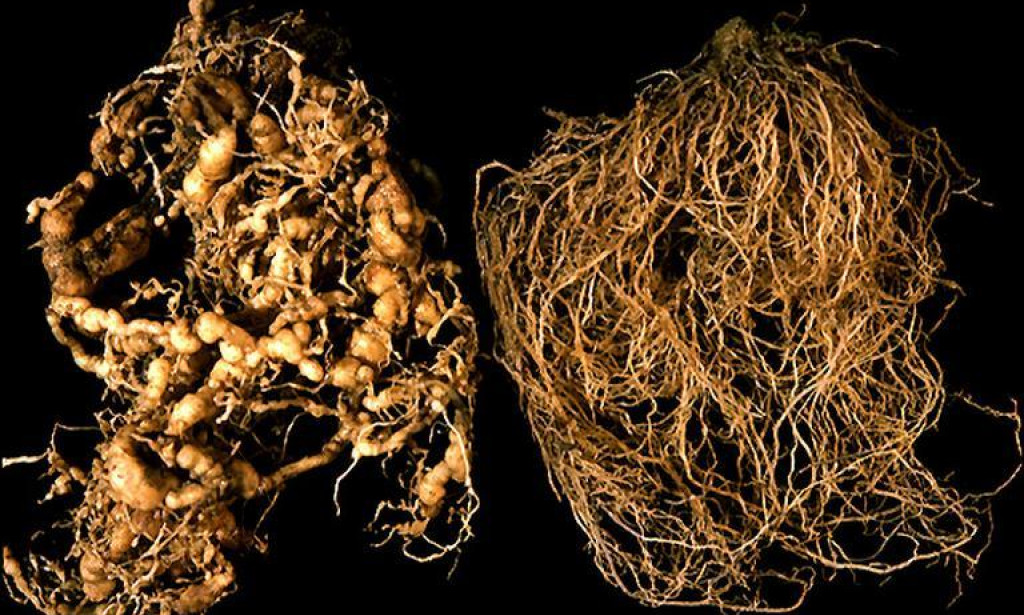 THE STATUS OF CYTOGENETICS OF PLANT-PARASITIC ROOTKNOT NEMATODE