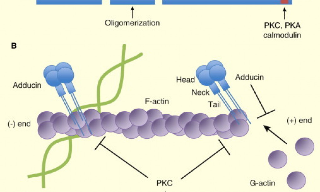 INTER-CONNECTION BETWEEN ALPHA-ADDUCIN GENES AND DIURETICS ANTI-HYPERTENSIVE DRUG