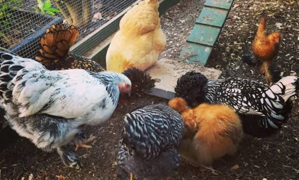 Your Backyard Chickens