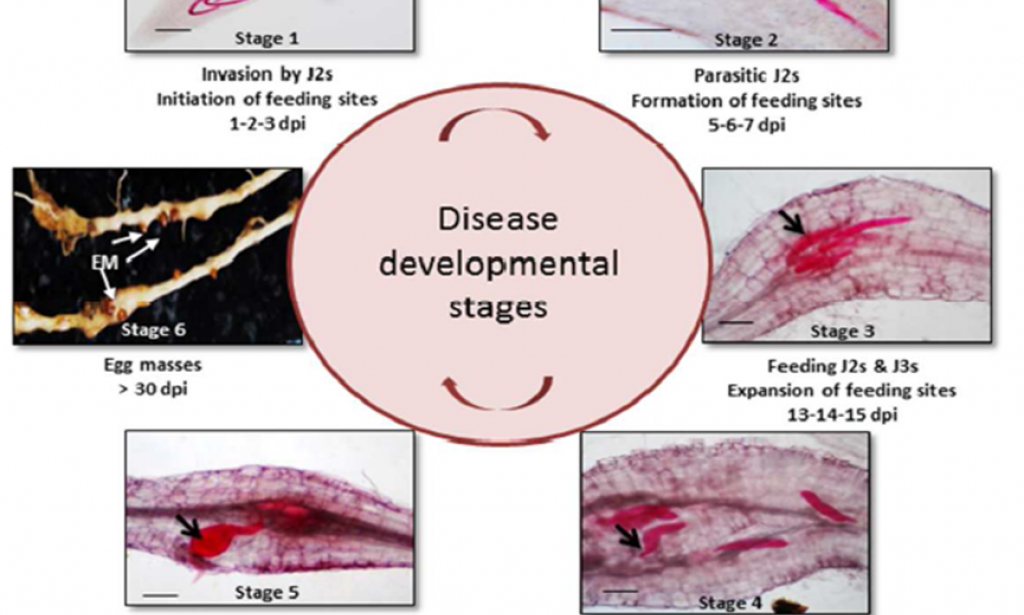 LIFE CYCLE AND REPRODUCTION OF PLANT PARASITIC ROOT-KNOT NEMATODE
