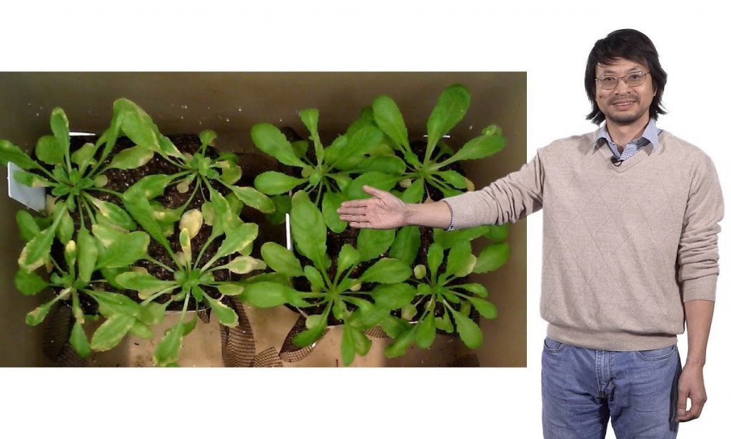 The Concepts of Plant Immune System in Host-Pathogen Interaction