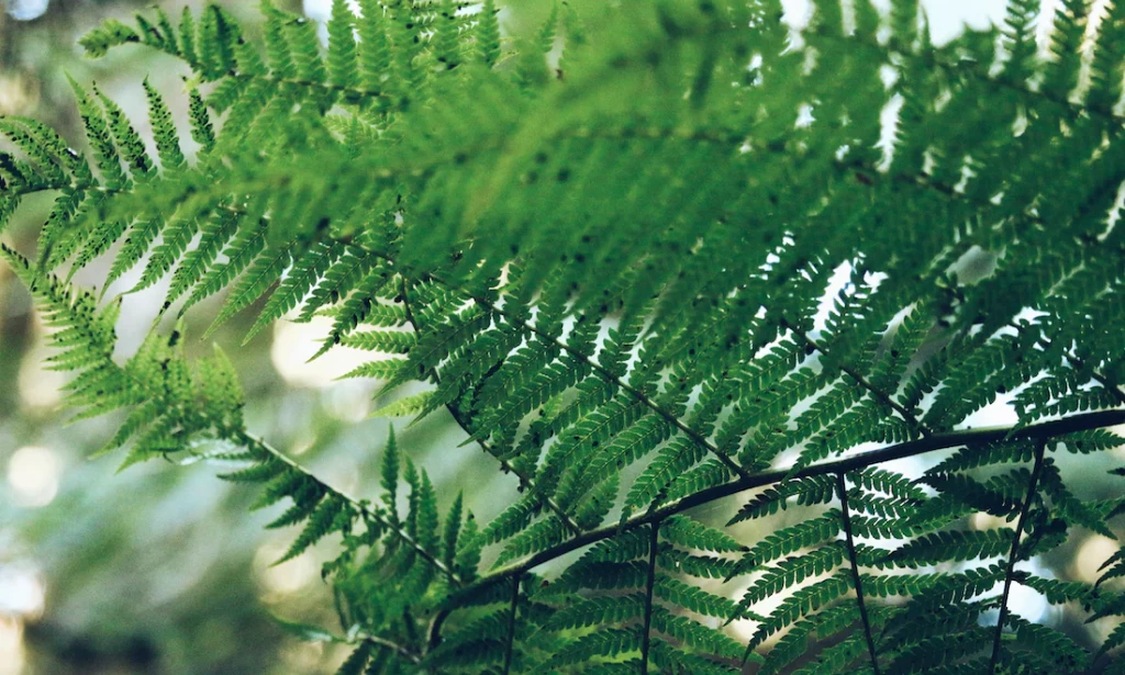 8 amazing health benefits of scente leaves most people don't know