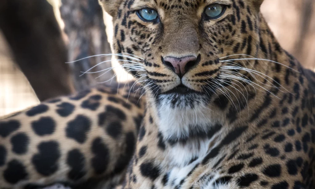 Why are leopard called leopards?