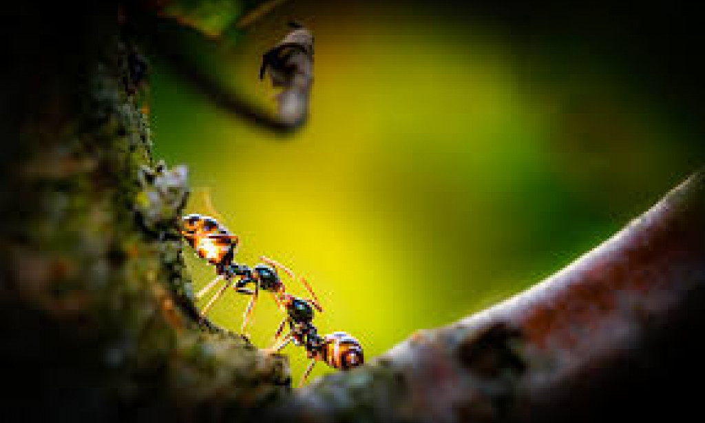 Do Ants feel LOVE?