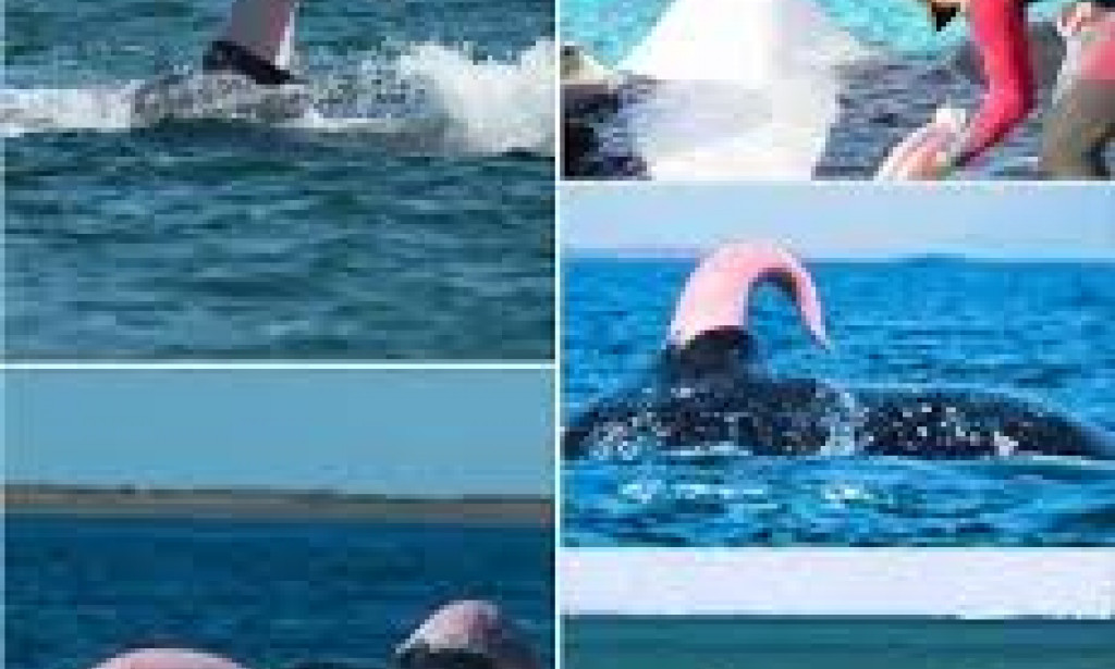 Do whales mates and how?