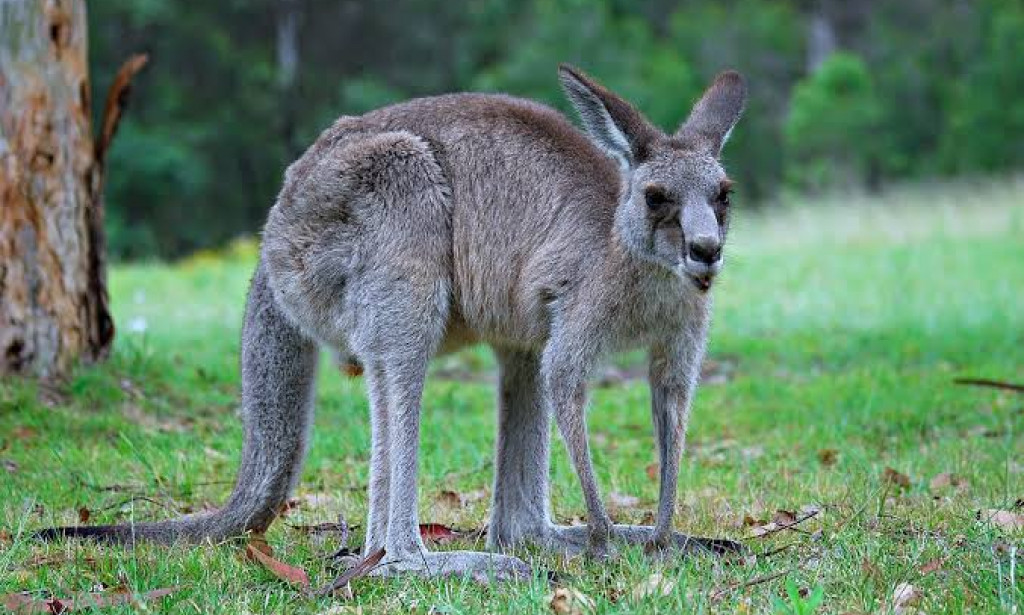 How Long Does It Take Kangaroo To Give Birth