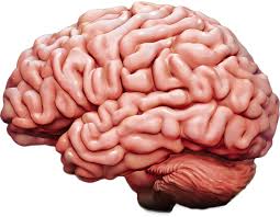Brain image