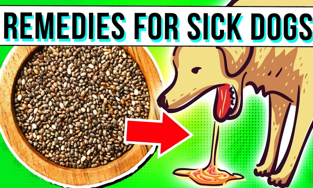 5 BEST Remedies For Your Dog’s Diarrhea, Vomiting, Or Upset Stomach