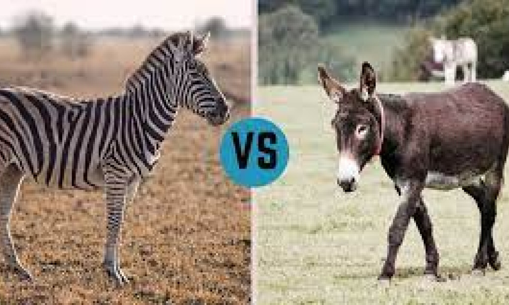 Do you know why we domesticate donkeys but not zebras?