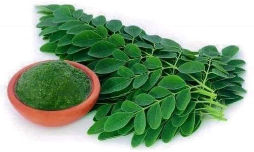 THE HEALTH OF MORINGA (SHIFERA)