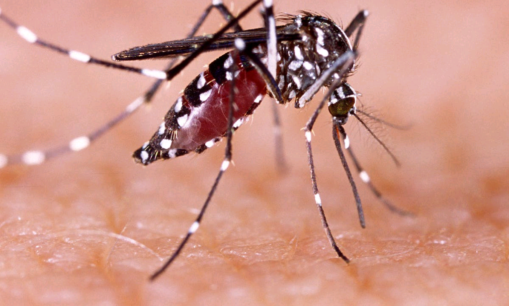 5 Powerful Herbs That Repel Mosquitoes And Other Household Insects