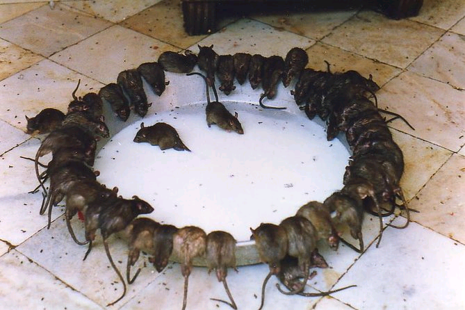 Karni Mata Temple Rats