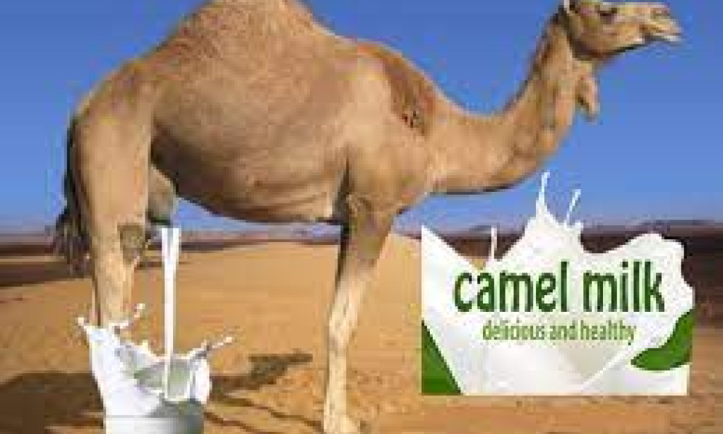 Benefit of Drinking Camel Milk