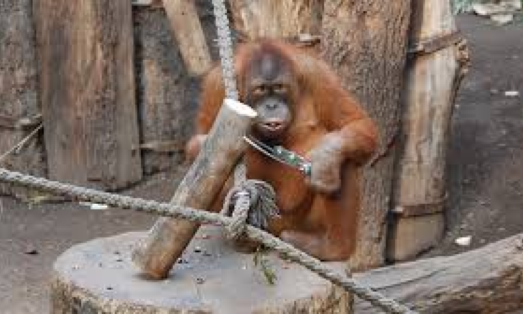 Top six super powered animals