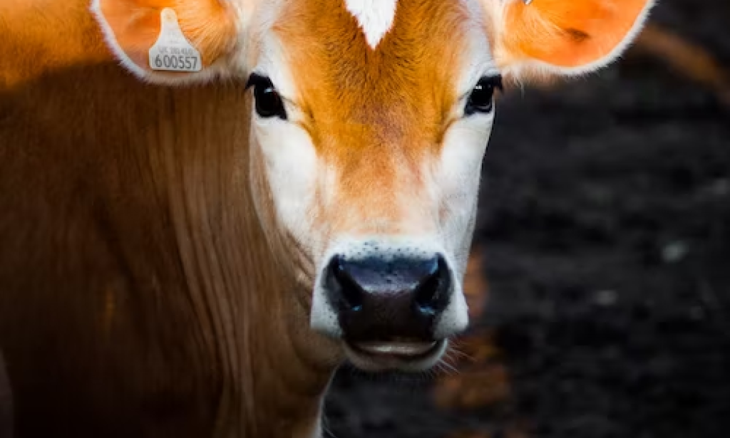 Men Certifiable Calfskin Cow Softened cowhide Level Driving Slipper Easygoing Loafer Shoes