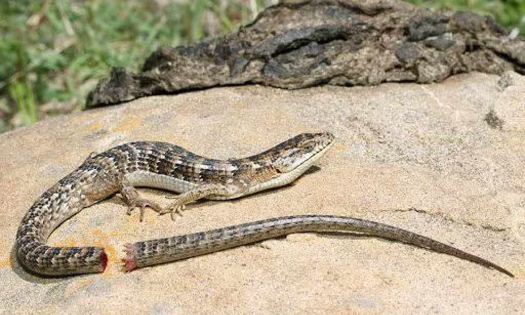 4 Creatures That Cut Off Its Body Parts To Escape From Danger