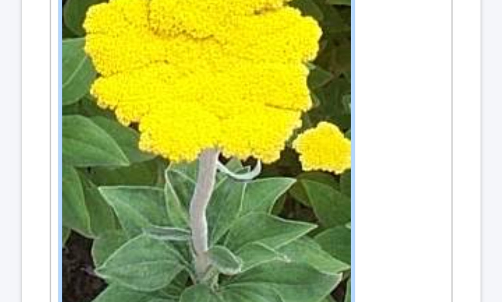 The newly researched Woolly Umbrella Plant